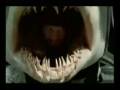videos de SQUALO E SALMONI