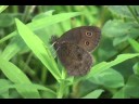 Common Wood-Nymph Butterfly