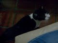 Oliver