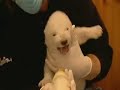 Polar Bear Cup \"Flocke\" (15.1.2008)
