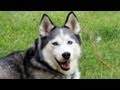 FURminator Siberian Husky Blowing their Coat!