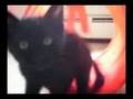 videos de Jack The Kitty Wizard: Litterbox Beach 2 of 2