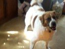 doggie hates balloon part 2
