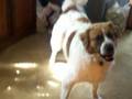 doggie hates balloon part 2