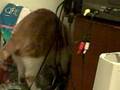 videos de Messy Marvin vs. Water Bottle