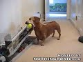 Cachorro inteligente..