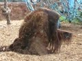 Colchester Zoo Orang-utan Colchester Zoo Orang-utan