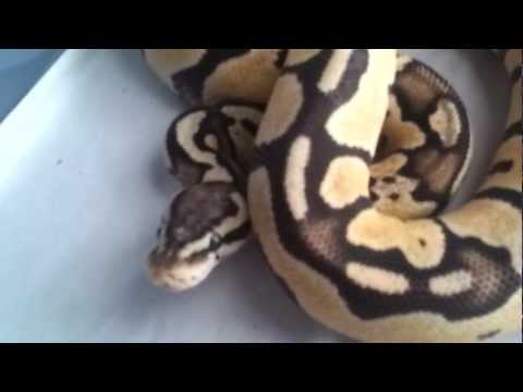 how to properly pick up a ball python