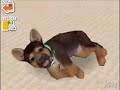 nintendogs