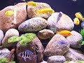 African Cichlid Mbuna