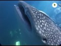 Whale Shark - Underwater Studios Whale Shark - Underwater Studios