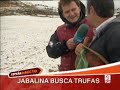 Cochi busca trufas en Valdorba