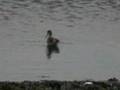 videos de Wilsons phal
