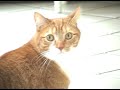 Dramatic Cat 2010