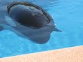 Marineland Friendship Cove KILLER WHALES