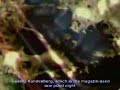 Re: APOLLO 20 ALIEN SPACESHIP ON THE MOON  CSM FLYOVER...