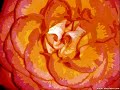 m�ditation du pr�tre � la rose_0001
