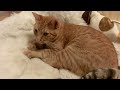 Click here to watch this video tora