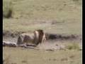 Big Trek Serengeti (lions vs gnus)