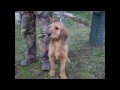 Click here to watch this video immagini seguggi delll'appennino 2.wmv