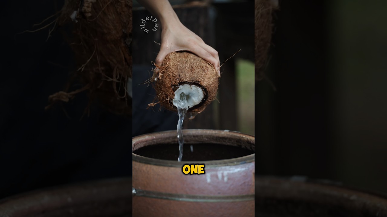 Coconut Turns Into Beauty #shorts