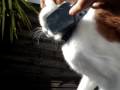 ?????????Brushing CAT ?????????Brushing CAT