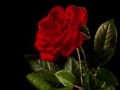 Click here to watch this video Go, Lovely Rose! - Cooper Aiken