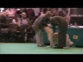 Crufts 2007 - Golden Retriever, Limit Dog
