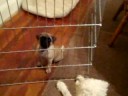 8/29/2008 Bella's First Visit with Jack, Charlie & Oliver !