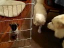 8/29/2008 Bella's First Visit with Jack, Charlie & Oliver !