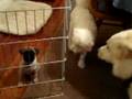 videos de 8/29/2008 Bella's First Visit with Jack, Charlie & Oliver !