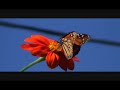 Monarch Butterfly Mexican Sunflowers