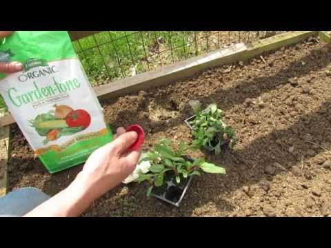 how to fertilize swiss chard