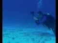 Bull Sharks - Jardines Deep - Playa Del Carmen, Mexico