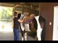 videos de Mr. Mind Game - video 1