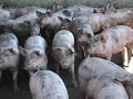 biodigestor na suinocultura - Gestão Ambiental - UNIARARAS biodigestor na suinocultura - Gestão Ambiental - UNIARARAS