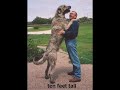 Dog training