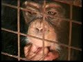 ADI Primate Suffering Commercial ADI Primate Suffering Commercial