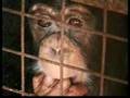 ADI Primate Suffering Commercial