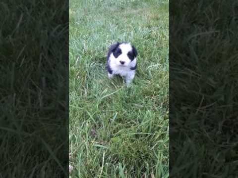Rare blue slate border collie male