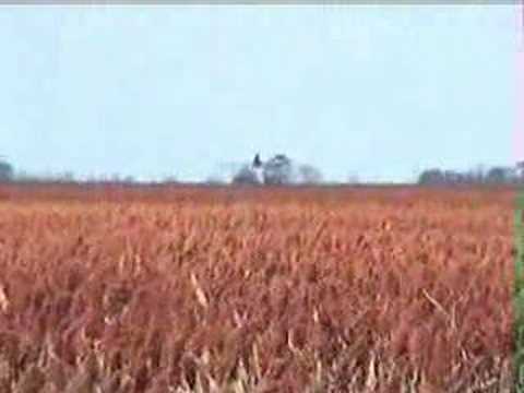 Cessna Agtruck spraying out Sorghum