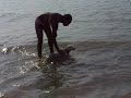 westies swimming2