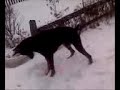 Dot in Snow