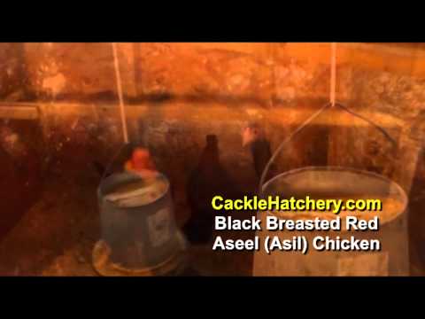 Asil (chicken) - The Black Breasted Red Aseel (Asil) Chicken Breed is a type of game chicken that originated in India. These Black Breasted Red Aseel (Asil) Chickens are rais...