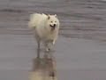 Sea,Sun,Sand & Samoyed