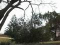 videos de Cutting down our trees