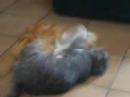 hippon et yuko