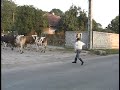 the-bullwhip-boy.html