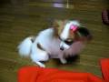 videos de ひとり鬼ごっこ Part.1