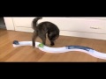 Asia the Cat Chasing Ball on Track